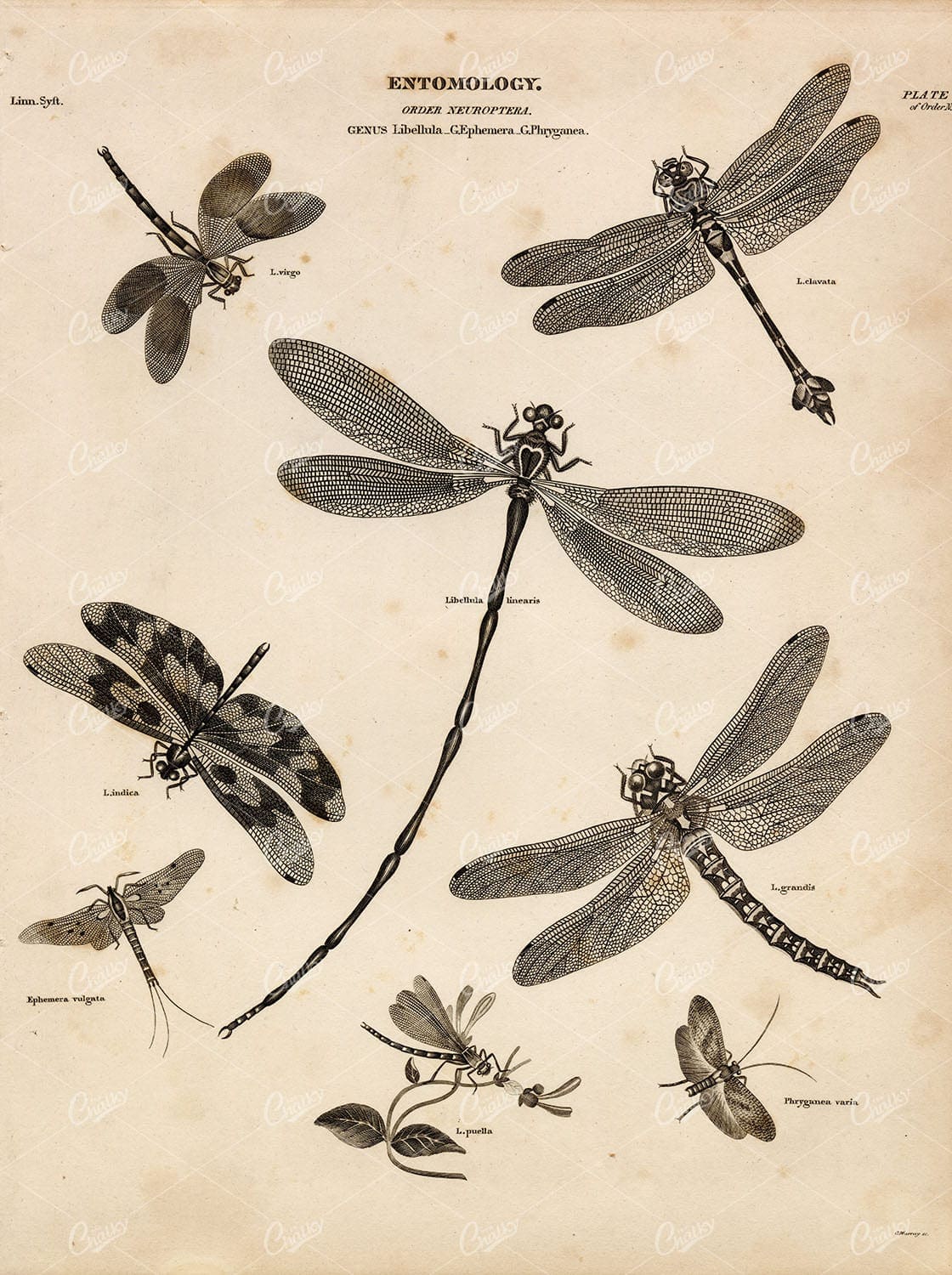 INSECTS Lacewings Dragonfly Damselfly Neuroptera - 1820 Antique Print