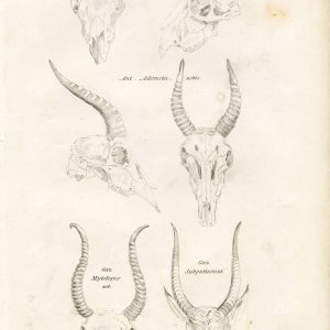 CUVIER 1820's Antique Print. Horns of Adenota, Mytelopes
