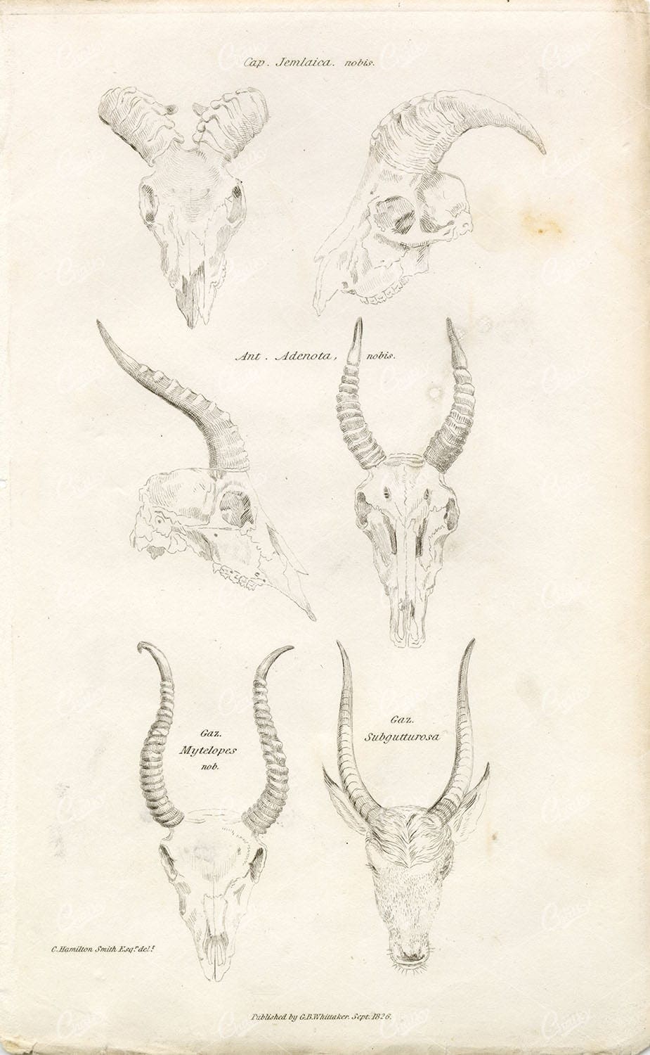 CUVIER 1820's Antique Print. Horns of Adenota, Mytelopes