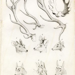 CUVIER 1820's Antique Print. Horns of Stags, Muntjak