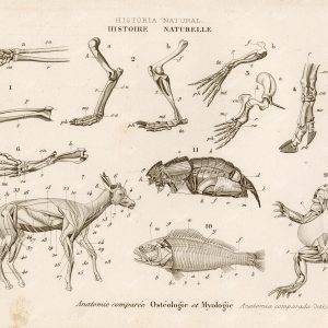 1859 ANIMAL Comparative Anatomy Bones Muscles Natural History