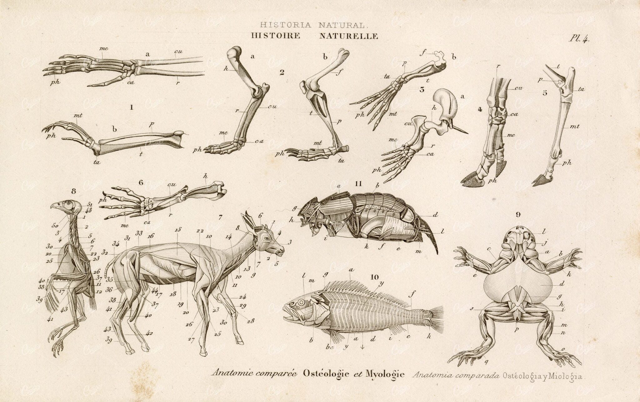 1859 ANIMAL Comparative Anatomy Bones Muscles Natural History