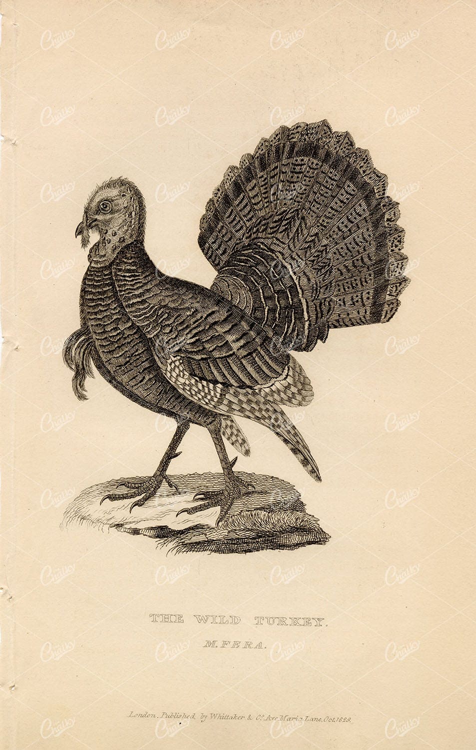 CUVIER 1829 Antique Bird Print. The Wild Turkey. Poultry