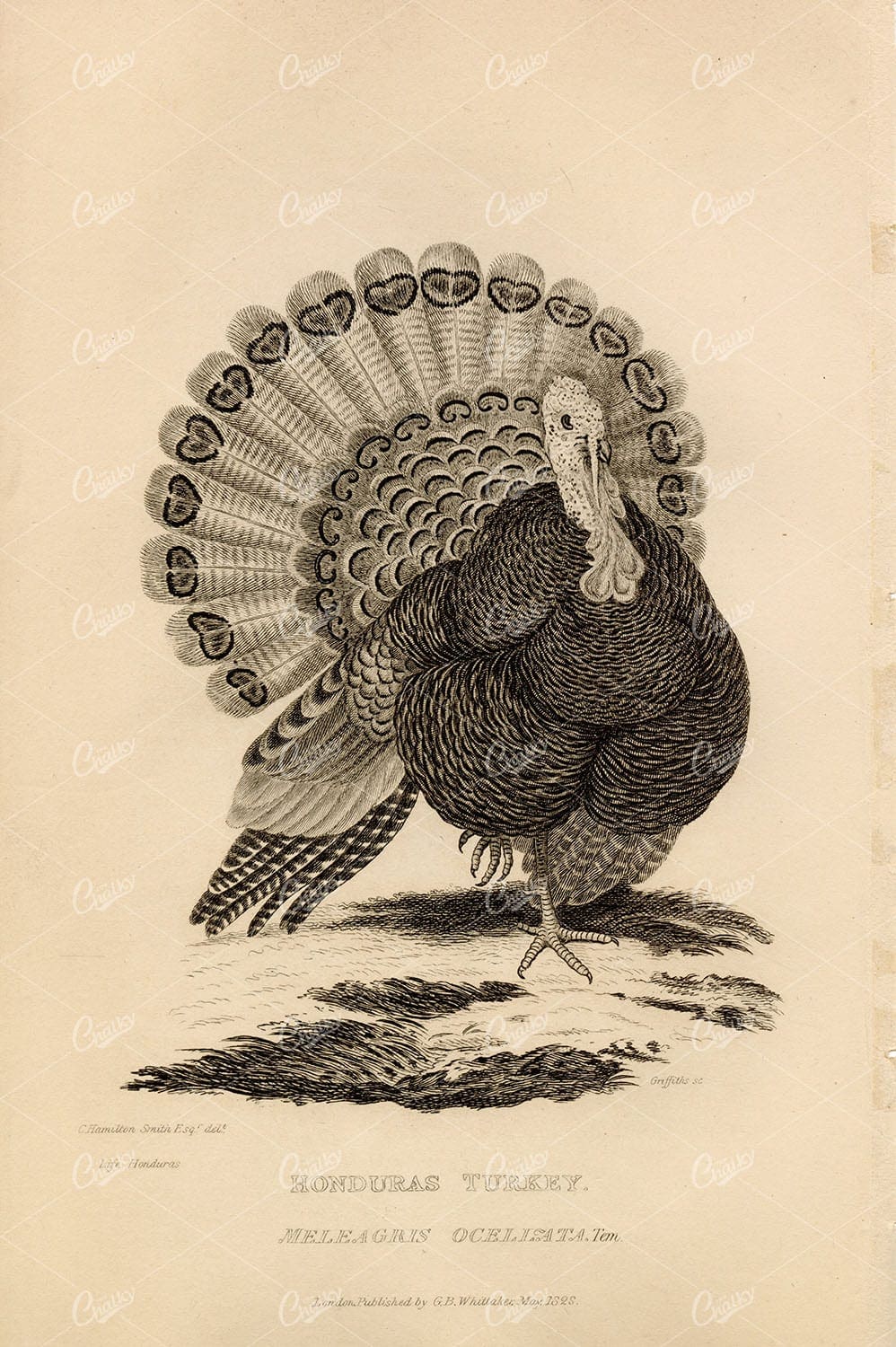 CUVIER 1829 Antique Bird Print. Honduras Turkey. Poultry