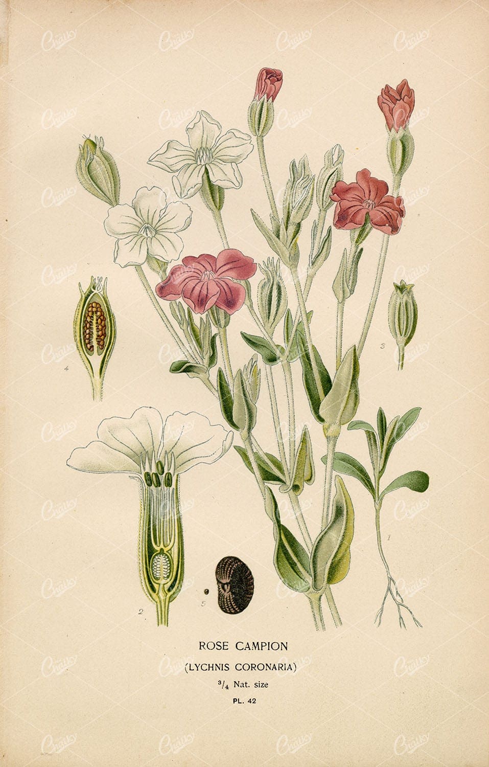 Edward Step 1897 - Antique Botanical Print - Rose Campion