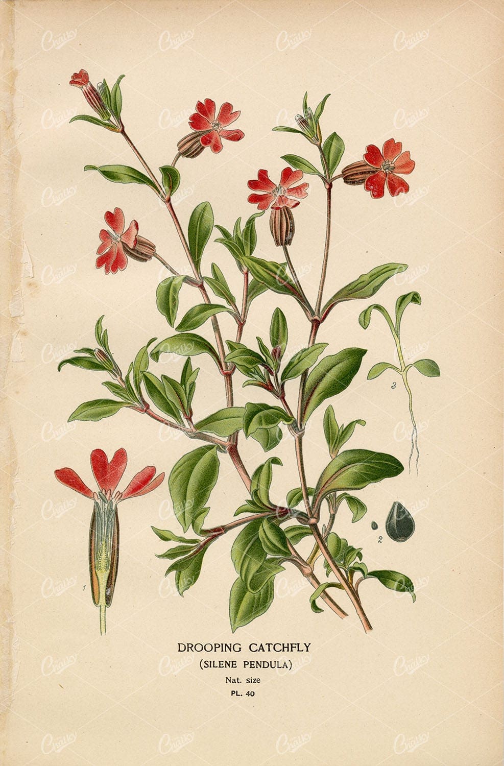 Edward Step 1897 - Antique Botanical Print - Drooping Catchfly