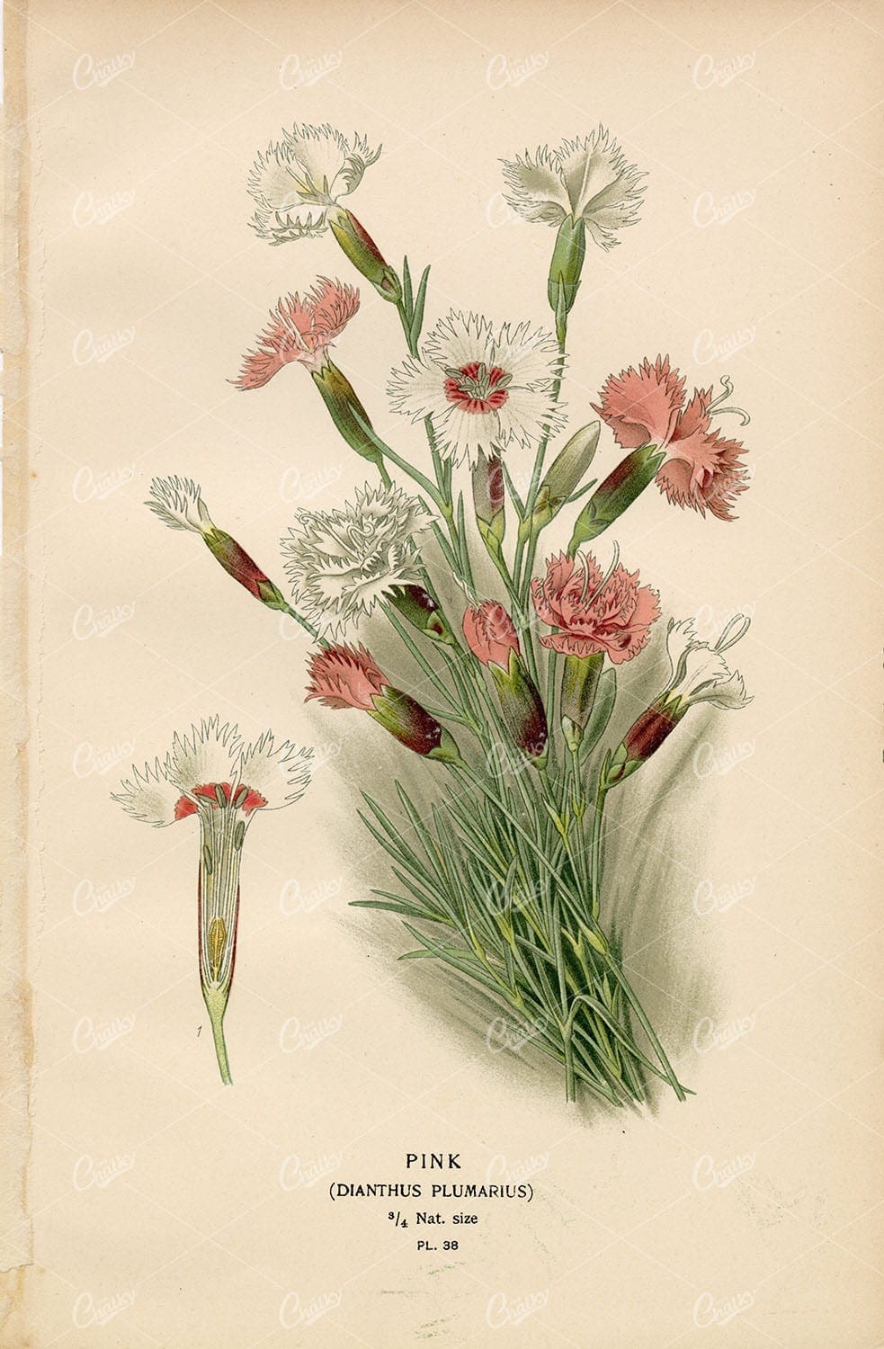 Edward Step 1897 - Antique Botanical Print - Pink (Dianthus Plumarius)