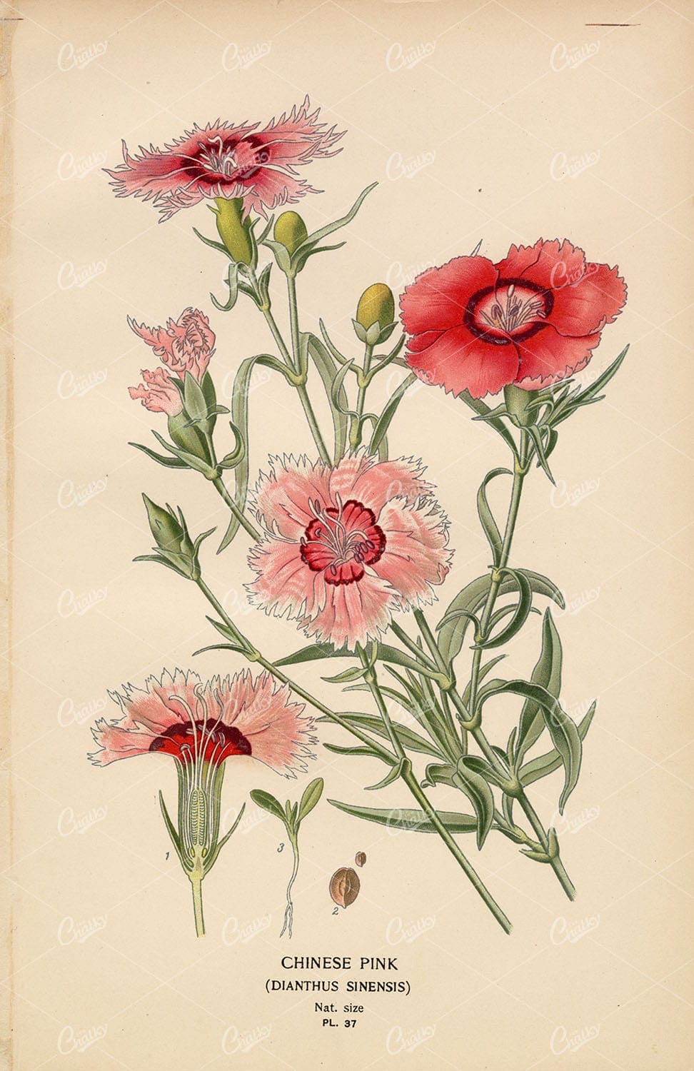 Edward Step 1897 - Antique Botanical Print - Chinese Pink