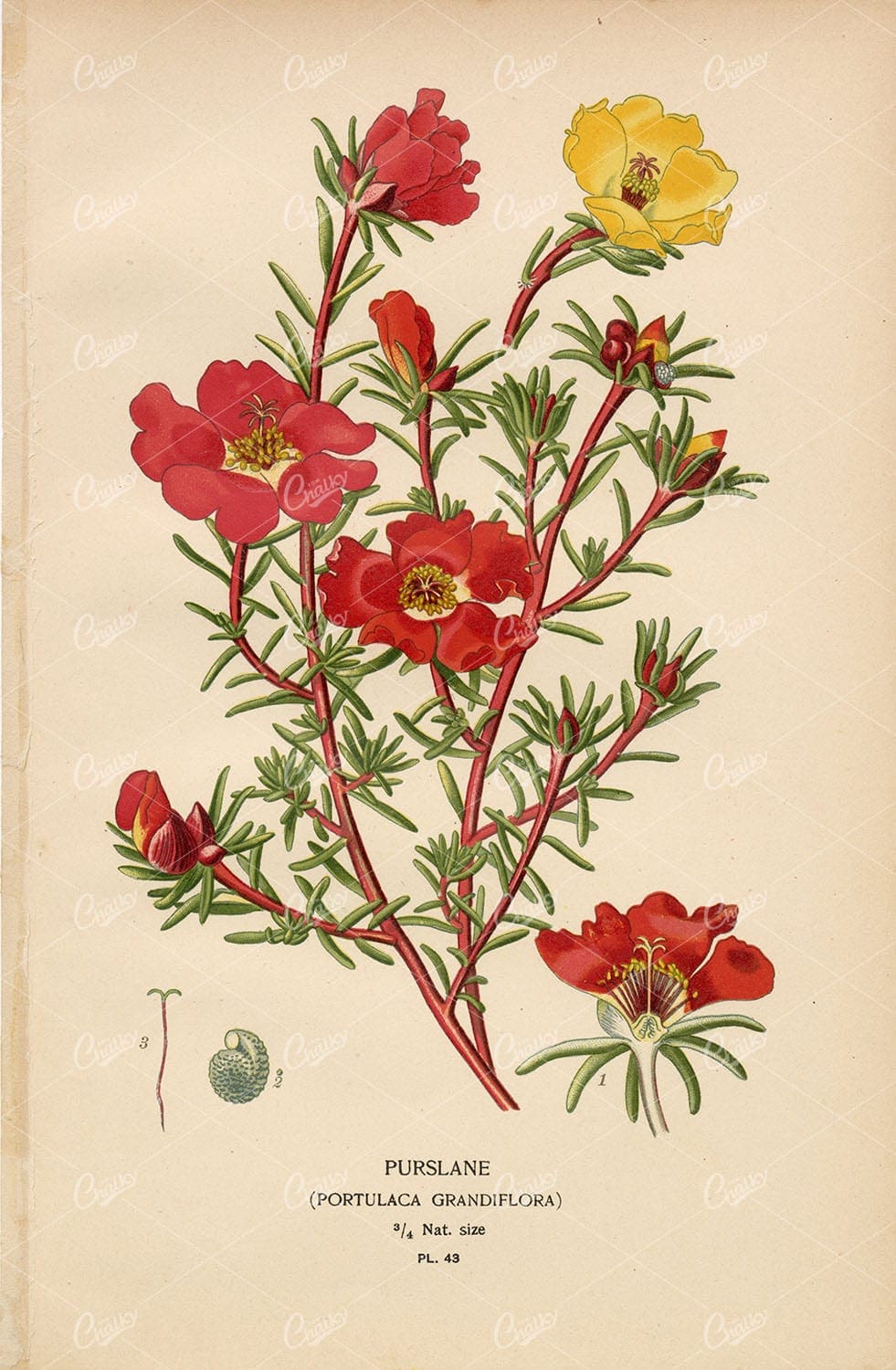 Edward Step 1897 Antique Botany Print Purslane Portulaca Grandiflora