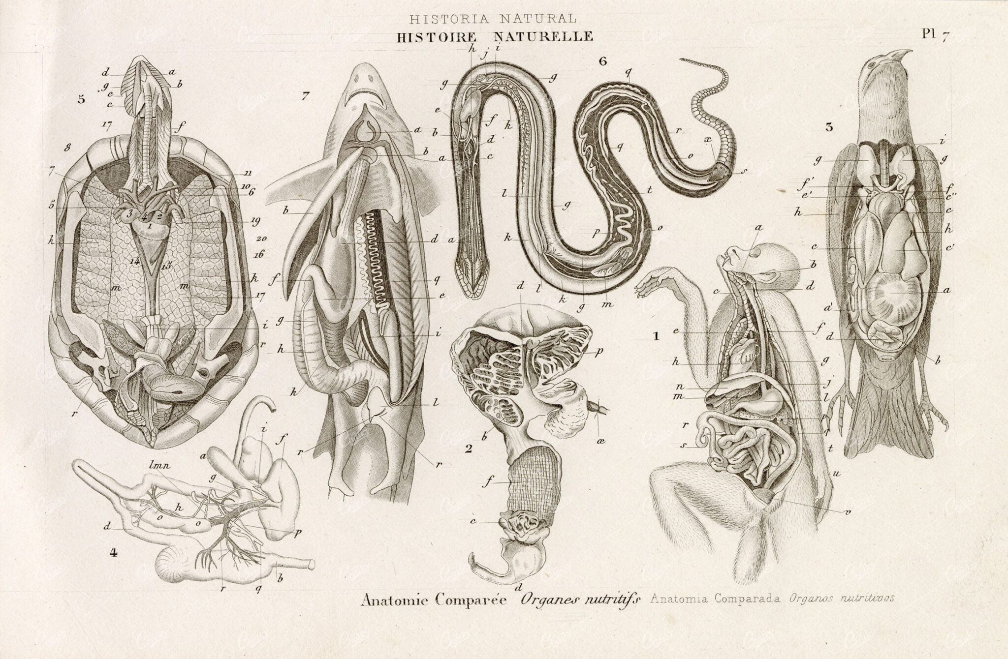 ANATOMY Animal Organs Monkey Bird Snake Shark Turtle - Antique Print