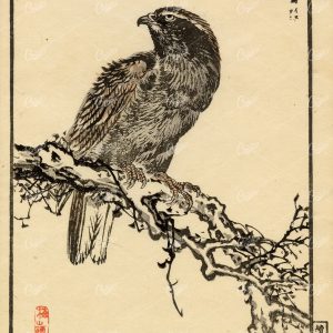 ANTIQUE Original Kono Bairei Bird of Prey Japanese Woodblock Print 1881