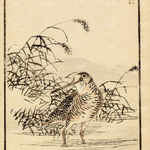 ANTIQUE Original Kono Bairei Bird in Water Japanese Woodblock Print 1881