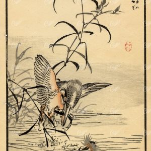ANTIQUE Kono Bairei Woodblock Japanese Art Print 1881 Kingfisher