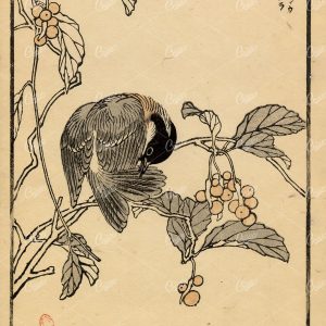 ANTIQUE Kono Bairei Woodblock Japanese Art Print 1881 Bird Cleaning