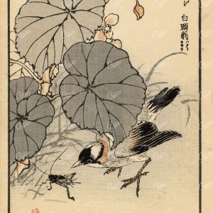 ANTIQUE Original Kono Bairei Woodblock Japanese Print 1881 Bird Food