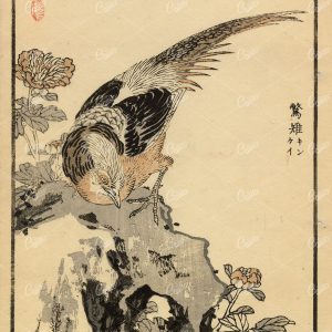 ANTIQUE Japanese Kono Bairei Woodblock Art Print 1881 Bird