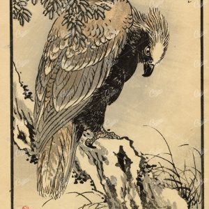 ANTIQUE Original Kono Bairei Woodblock Japanese Print 1881 Bird of Prey