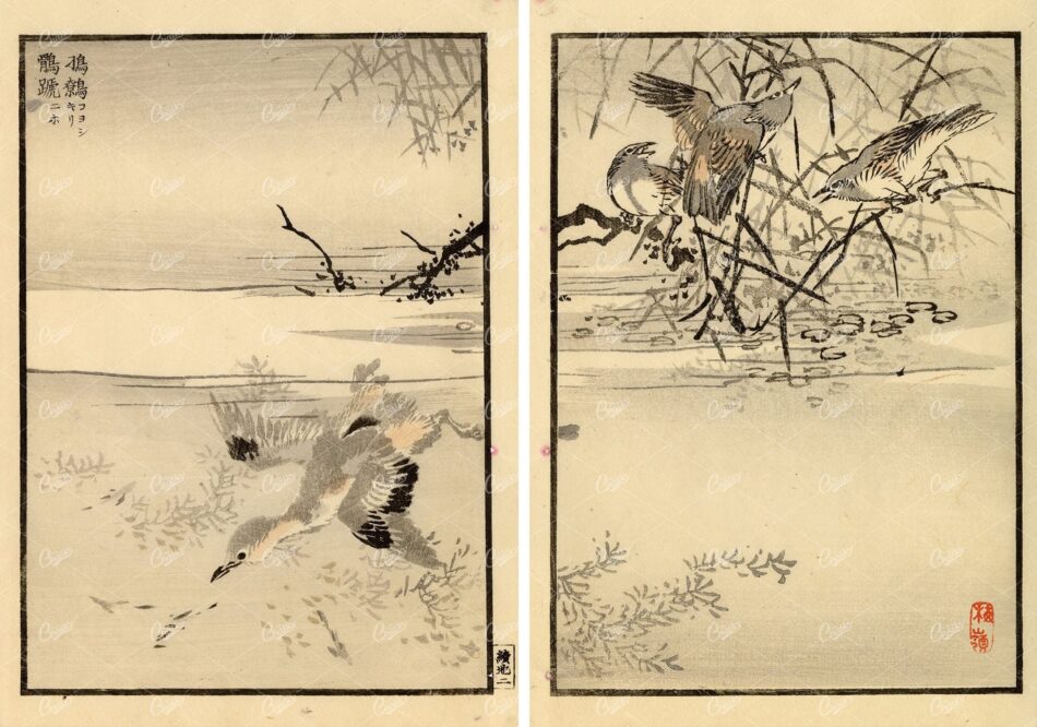 ANTIQUE Original Kono Bairei Woodblock Japanese Prints 1881 Bird Diving