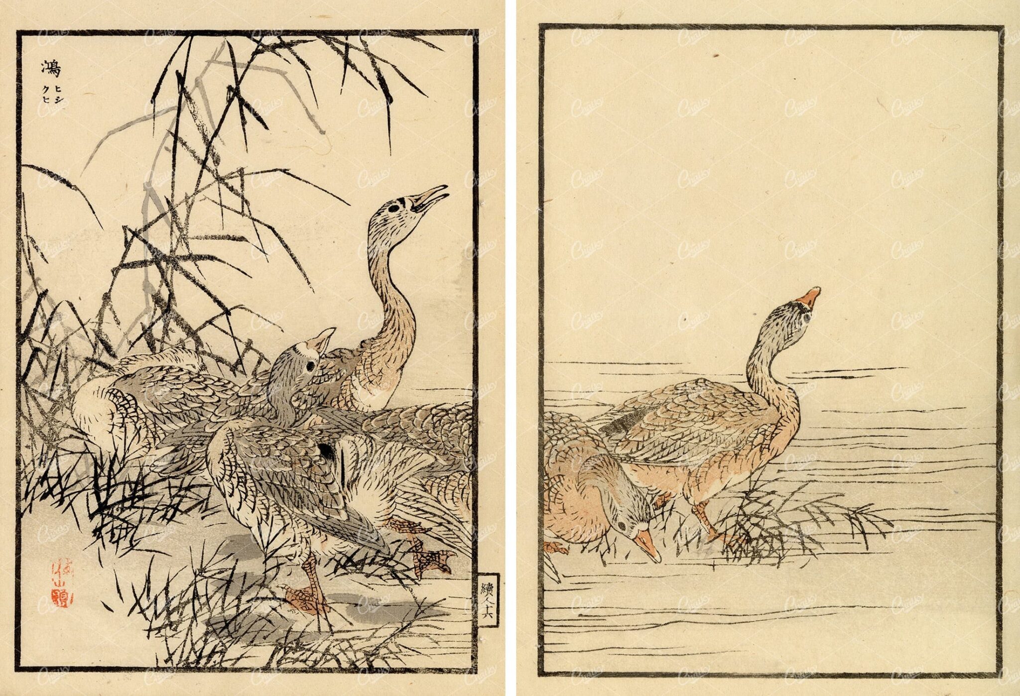 ANTIQUE Original Kono Bairei Wood Block Japanese Art Prints 1881 Ducks