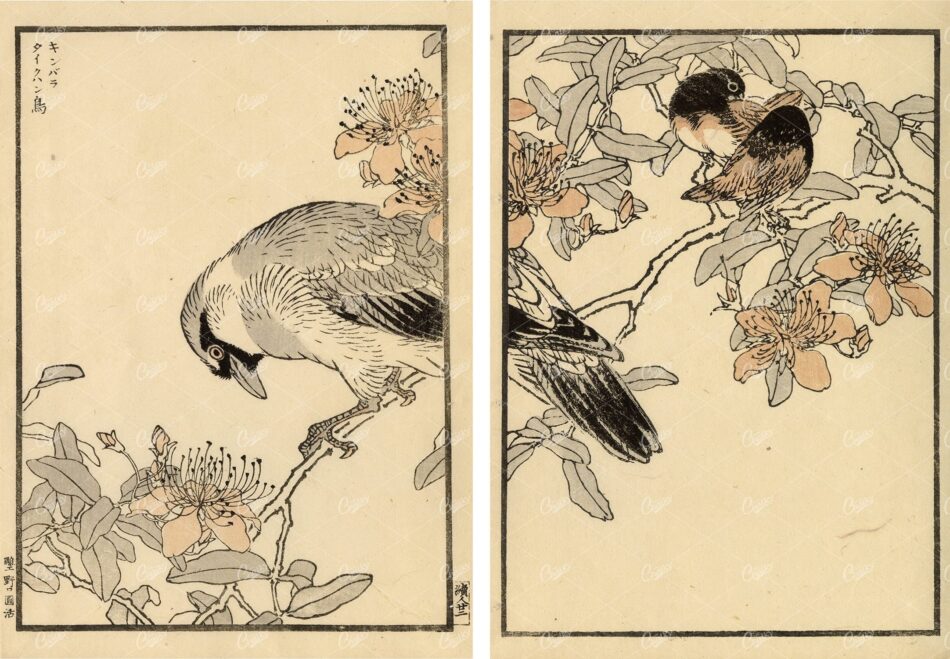 ANTIQUE Original Kono Bairei Woodblock Japanese Prints 1881 Birds in Tree