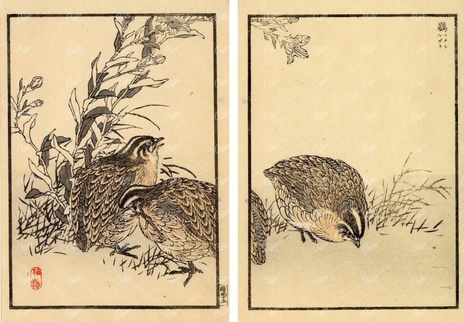 Quails Foraging Among Grasses Across A Two-panel Composition - Delicate Linework, Muted Earth Tones, Bold Border