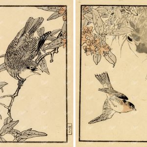 ANTIQUE Kono Bairei Wood Block Japanese Prints 1881 Bird on Branch