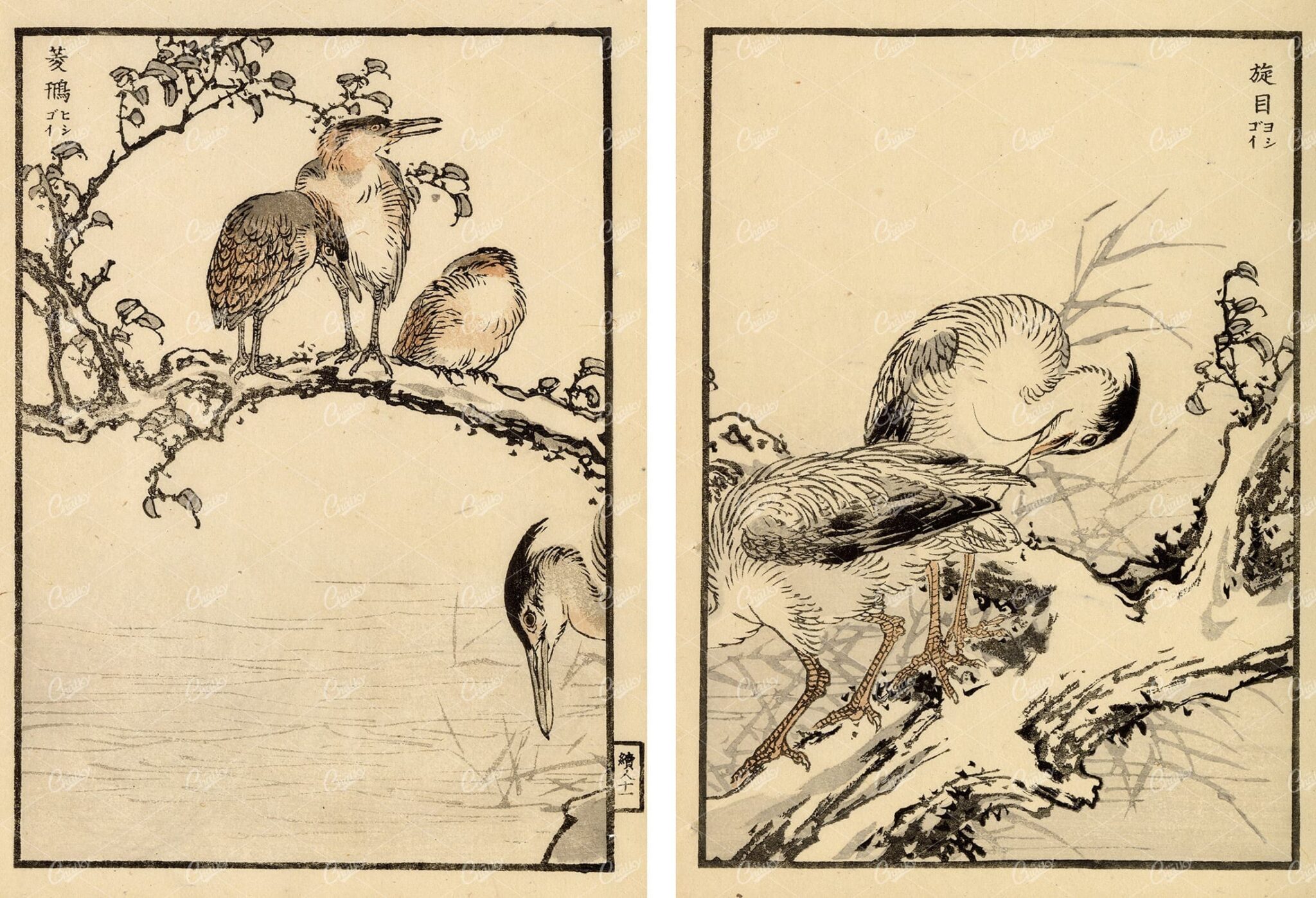 ANTIQUE Kono Bairei Woodblock Japanese Prints 1881 Herons in Tree