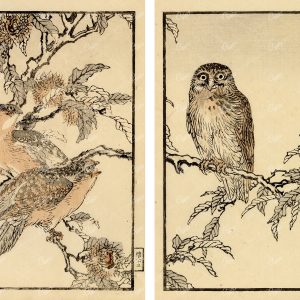 ANTIQUE Kono Bairei Wood Block Japanese Art Prints 1881 Owls in Tree