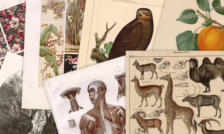 Vintage Natural History Prints and Illustrations