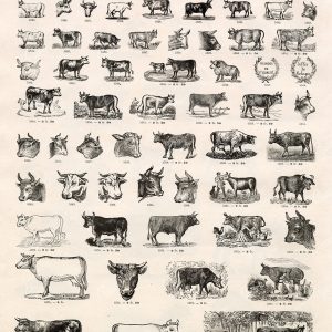VIGNETTE Cow / Cattle Illustrations - Vintage Stock Image Sheet