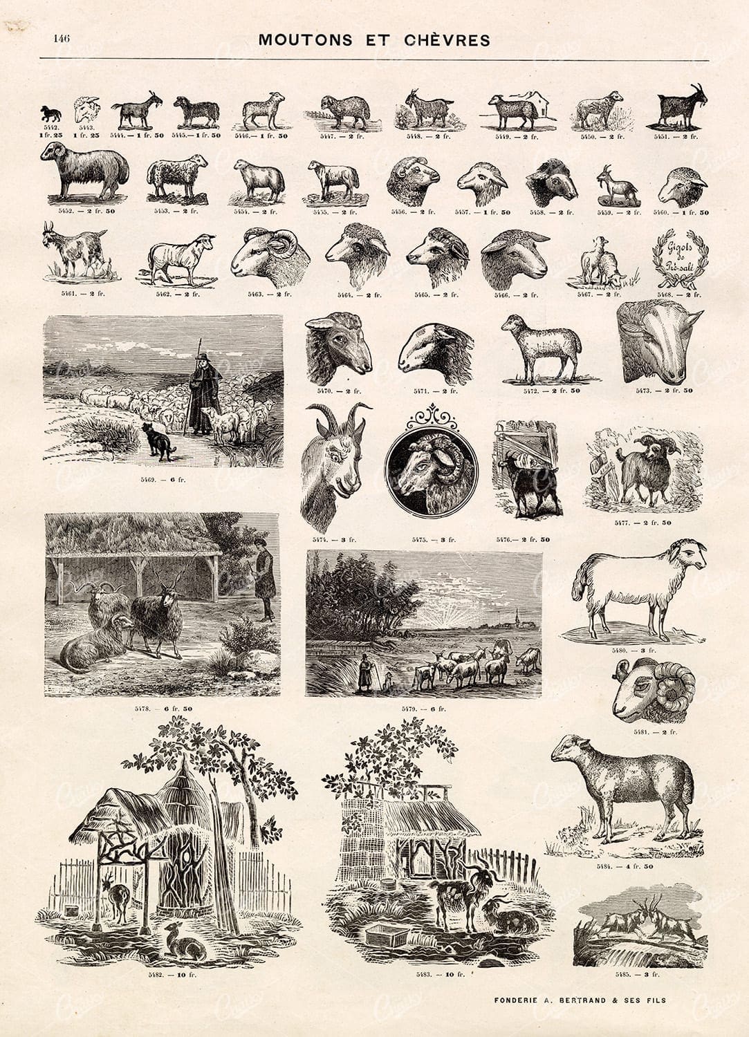 VIGNETTE Sheep Illustrations - Vintage Stock Artwork