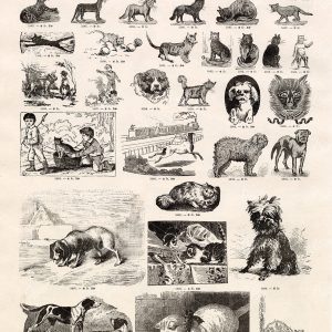 VIGNETTE Cat and Dog Illustrations - Vintage Stock Artwork