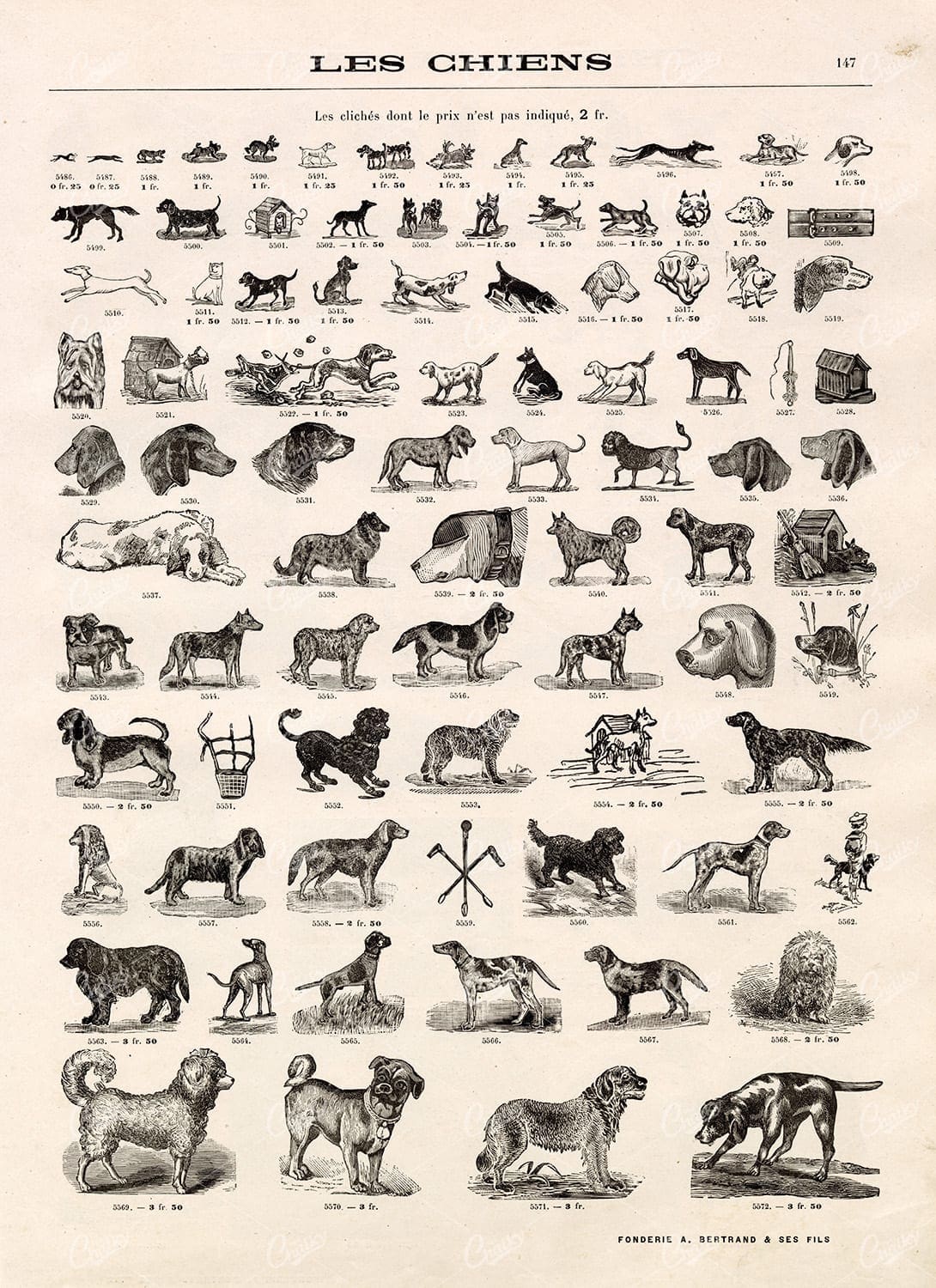 VIGNETTE Dog Illustrations - Vintage Stock Artwork