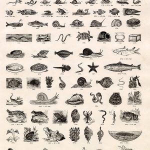 MISCELLANEOUS Sheet of Vignette Fish and Reptile Illustrations - 1800's Vintage Stock Art