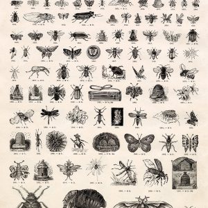 VIGNETTE Insect Illustrations - Vintage Stock Artwork