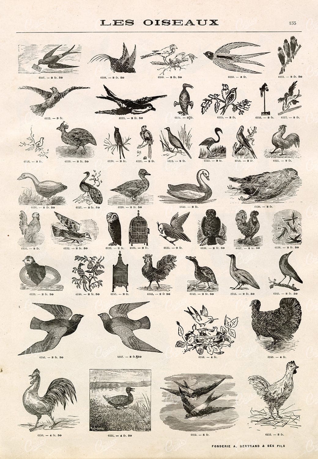 VIGNETTE Bird Illustrations - Vintage Stock Artwork