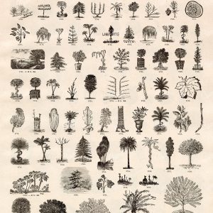 AGRICULTURE - A Miscellaneous Selection of Vintage Tree Illustrations