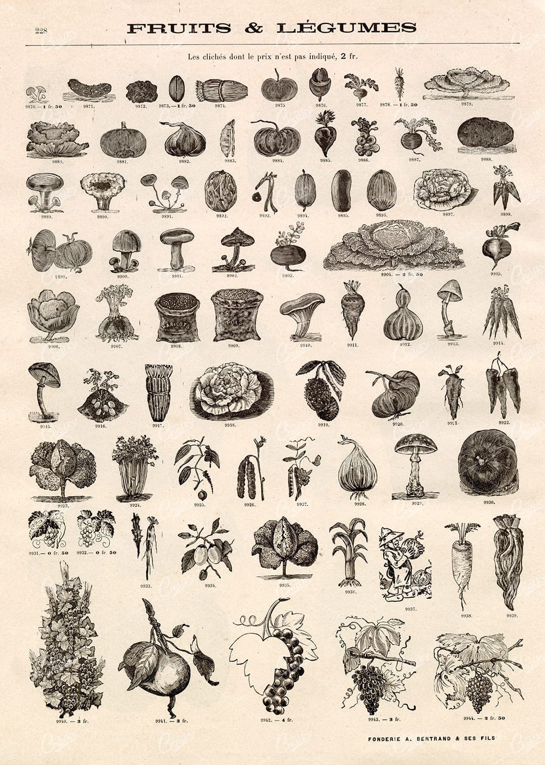 AGRICULTURE - A Miscellaneous Selection of Vintage Fruit and Legume Illustrations