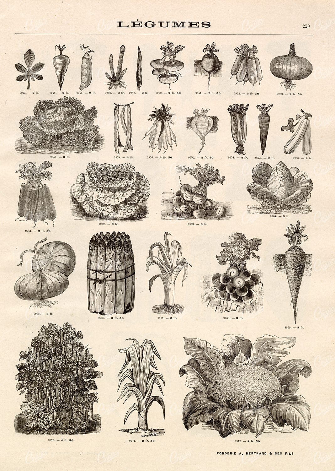 AGRICULTURE - A Miscellaneous Selection of Vintage Legume Illustrations