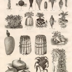 AGRICULTURE - A Miscellaneous Selection of Vintage Legume Illustrations