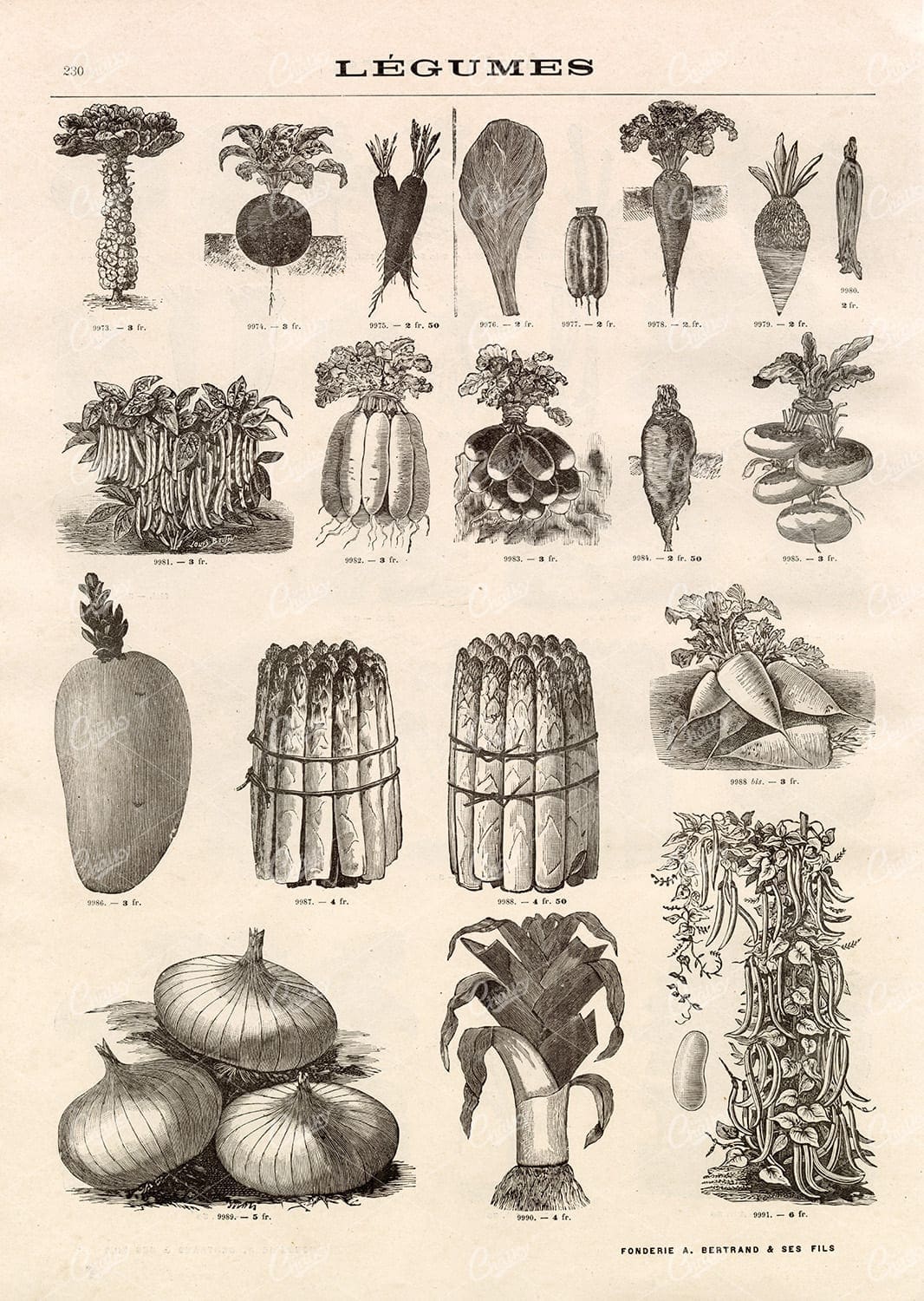 AGRICULTURE - A Miscellaneous Selection of Vintage Legume Illustrations