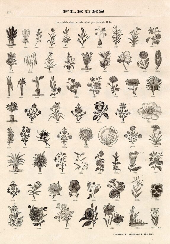 BOTANICAL - A Miscellaneous Selection of Vintage Flower Illustrations