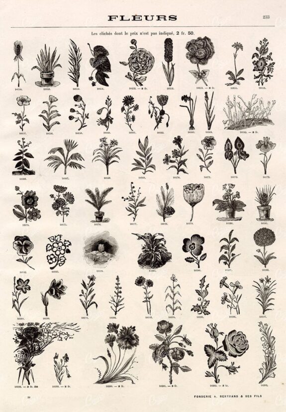 BOTANICAL - A Miscellaneous Selection of Vintage Flower Illustrations