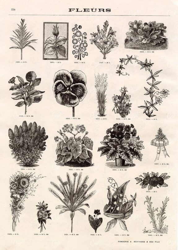 BOTANICAL - A Miscellaneous Selection of Vintage Flower Illustrations