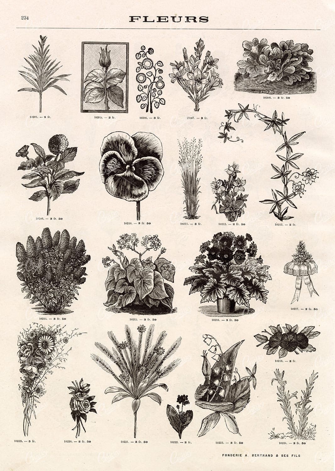 BOTANICAL - A Miscellaneous Selection of Vintage Flower Illustrations