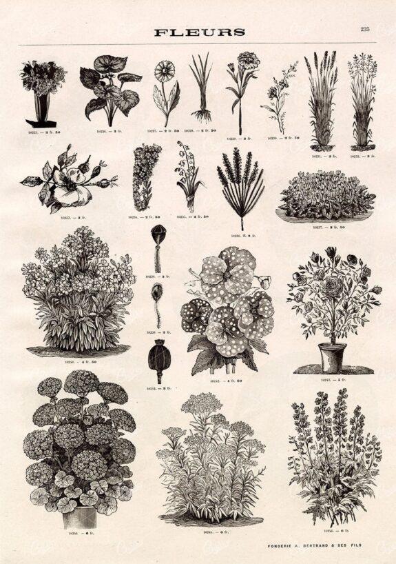 BOTANICAL - A Miscellaneous Selection of Vintage Flower Illustrations