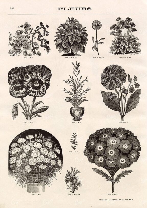 BOTANICAL - A Miscellaneous Selection of Vintage Flower Illustrations