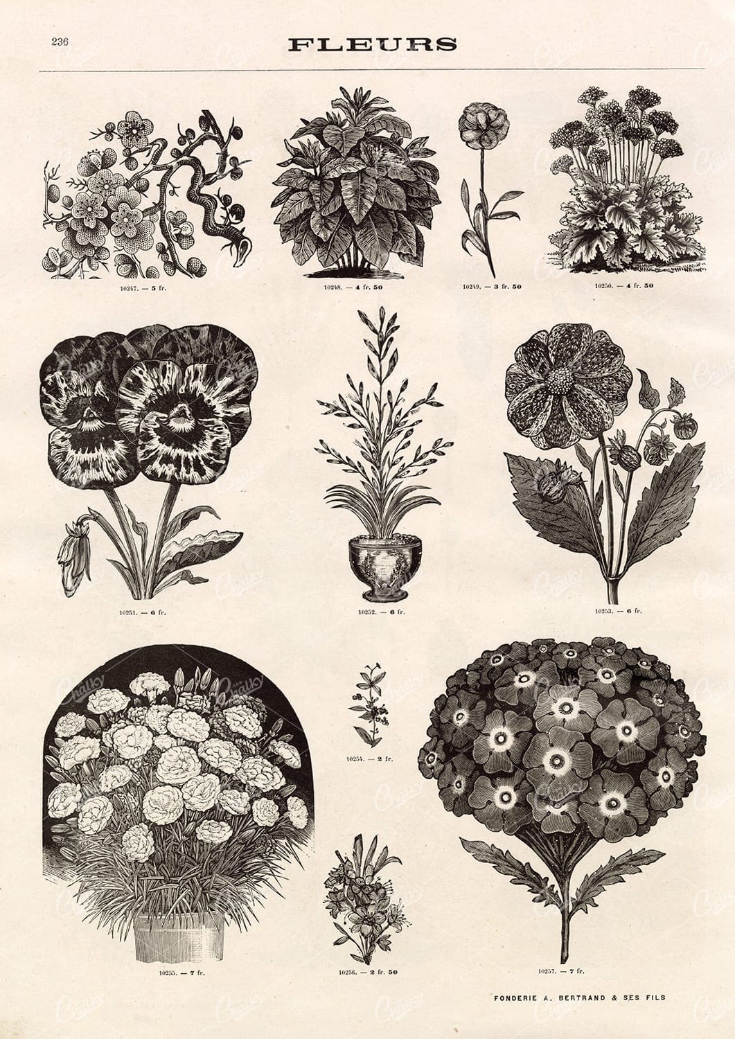BOTANICAL - A Miscellaneous Selection of Vintage Flower Illustrations
