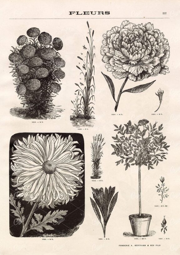 BOTANICAL - A Miscellaneous Selection of Vintage Flower Illustrations