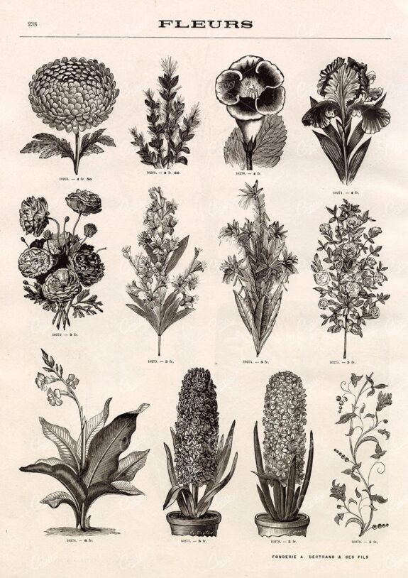 BOTANICAL - A Miscellaneous Selection of Vintage Flower Illustrations